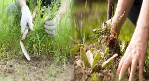 Proven Methods for Weed Control in Your Lawn