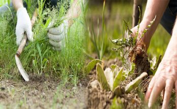 Proven Methods for Weed Control in Your Lawn